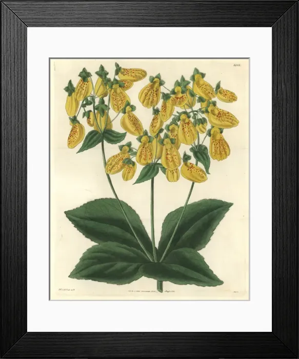 Framed Print : Crenate-flowered slipperwort, Calceolaria crenatifolia Framed Print : Crenate-flowered slipperwort, Calceolaria crenatifolia
