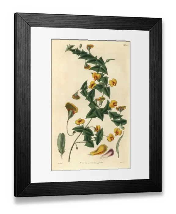 Framed Print : Mr Murrays platylobium, Platylobium murrayanum Framed Print : Mr Murrays platylobium, Platylobium murrayanum