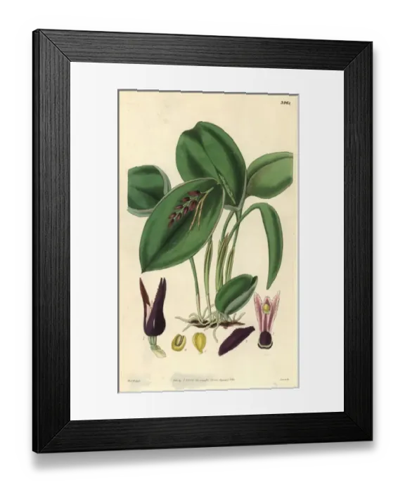 Framed Print : Proliferous pleurothallis orchid, Pleurothallis Framed Print : Proliferous pleurothallis orchid, Pleurothallis