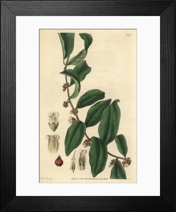 Framed Print : Black plum or yellow persimmon, Diospyros australis Framed Print : Black plum or yellow persimmon, Diospyros australis