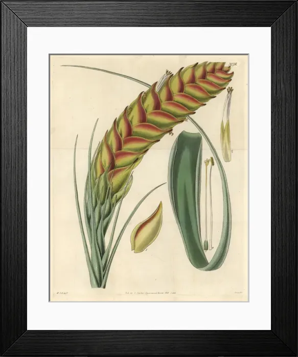 Framed Print : Needleleaf airplant, Tillandsia setacea Framed Print : Needleleaf airplant, Tillandsia setacea