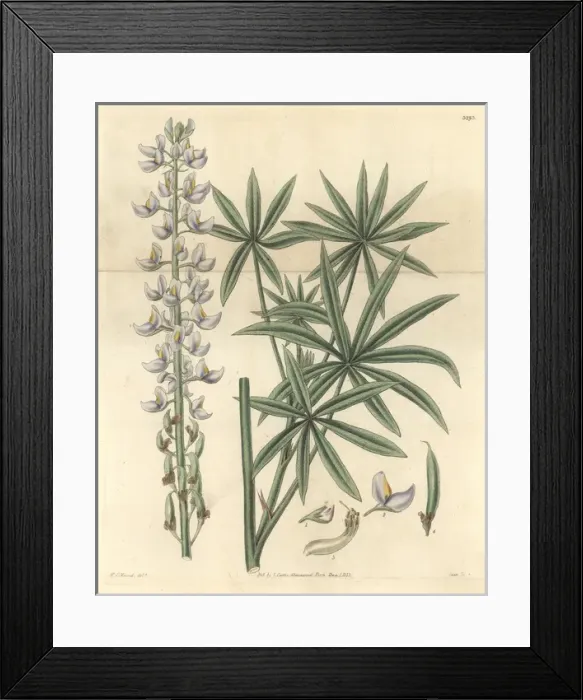 Framed Print : Hoary lupine, Lupinus incanus or Lupinus albescens Framed Print : Hoary lupine, Lupinus incanus or Lupinus albescens