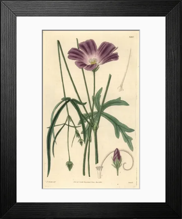 Framed Print : Papaver-like or poppy flowered nuttalia, Nuttallia Framed Print : Papaver-like or poppy flowered nuttalia, Nuttallia