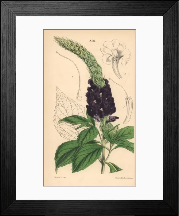 Framed Print : Aristate bastard vervain, Stachytarpheta aristata Framed Print : Aristate bastard vervain, Stachytarpheta aristata