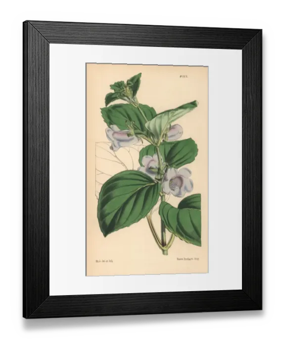 Framed Print : Pale flowered gloxinia, Gloxinia pallidiflora Framed Print : Pale flowered gloxinia, Gloxinia pallidiflora