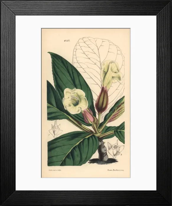 Framed Print : Velvety sinningia, Sinningia velutina Framed Print : Velvety sinningia, Sinningia velutina