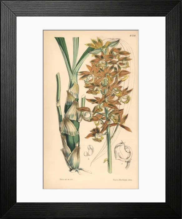 Framed Print : Mr Cartons mormodes orchid, Mormodes cartoni Framed Print : Mr Cartons mormodes orchid, Mormodes cartoni