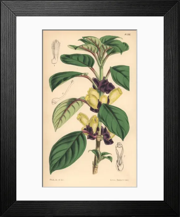 Framed Print : Two-coloured alloplectus, Alloplectus dichrous Framed Print : Two-coloured alloplectus, Alloplectus dichrous