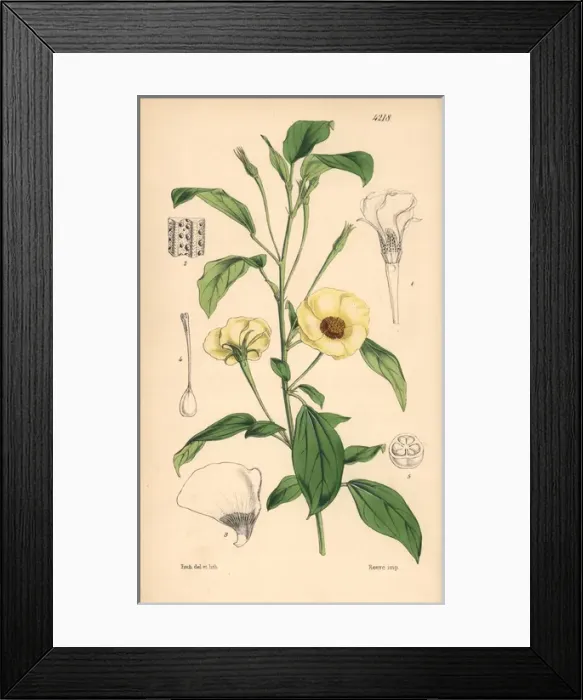 Framed Print : Various leaved fugosia, Fugosia heterophylla Framed Print : Various leaved fugosia, Fugosia heterophylla