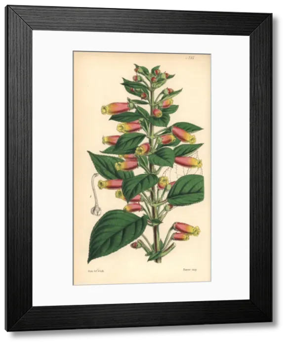 Framed Print : Honda gesneria, Gesneria hondensis Framed Print : Honda gesneria, Gesneria hondensis