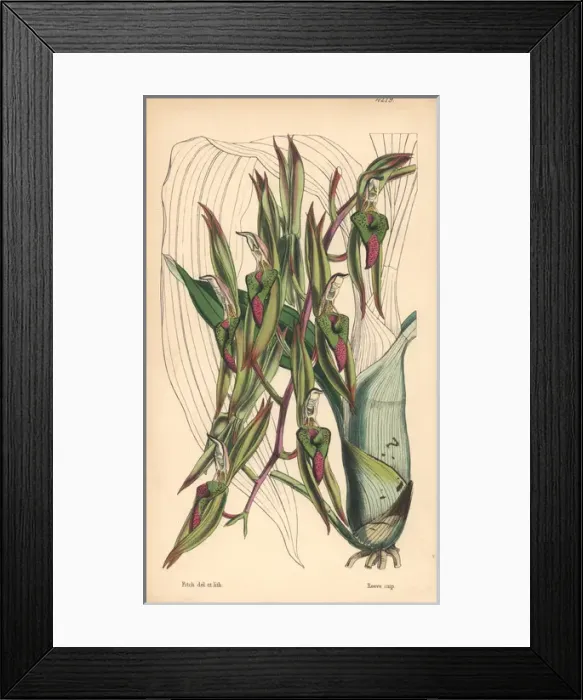 Framed Print : Tumour-lipped or callous catasetum, Catasetum callosum Framed Print : Tumour-lipped or callous catasetum, Catasetum callosum