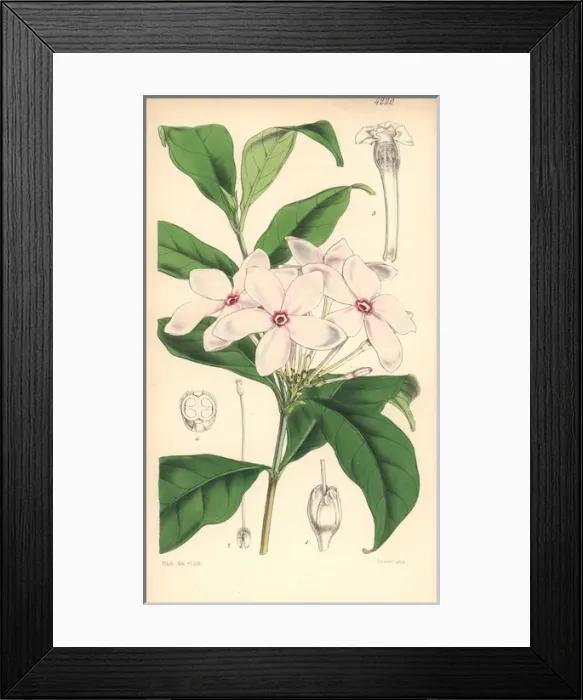 Framed Print : Shrubby kopsia, Kopsia fruticosa Framed Print : Shrubby kopsia, Kopsia fruticosa