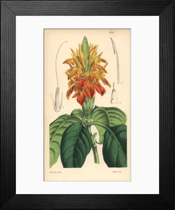 Framed Print : Orange aphelandra, Aphelandra aurantiaca Framed Print : Orange aphelandra, Aphelandra aurantiaca