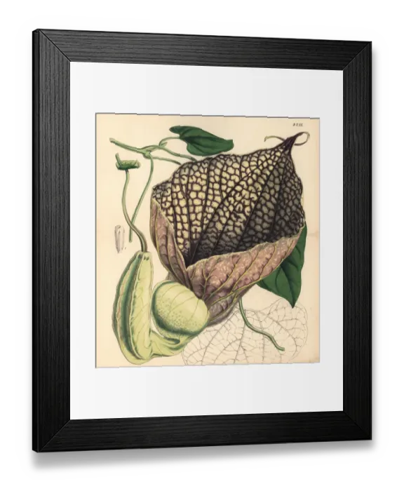 Framed Print : Gigantic-flowered birthwort, Aristolochia gigantea Framed Print : Gigantic-flowered birthwort, Aristolochia gigantea