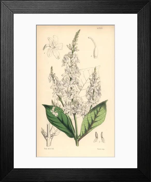 Framed Print : White-flowered eranthemum, Eranthemum albiflorum Framed Print : White-flowered eranthemum, Eranthemum albiflorum