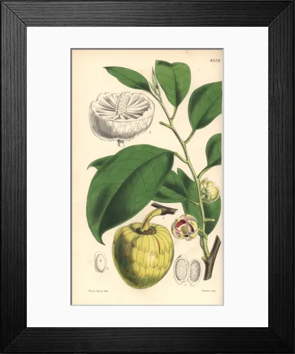 Framed Print : Water or alligator-apple tree, Annona palustris Framed Print : Water or alligator-apple tree, Annona palustris