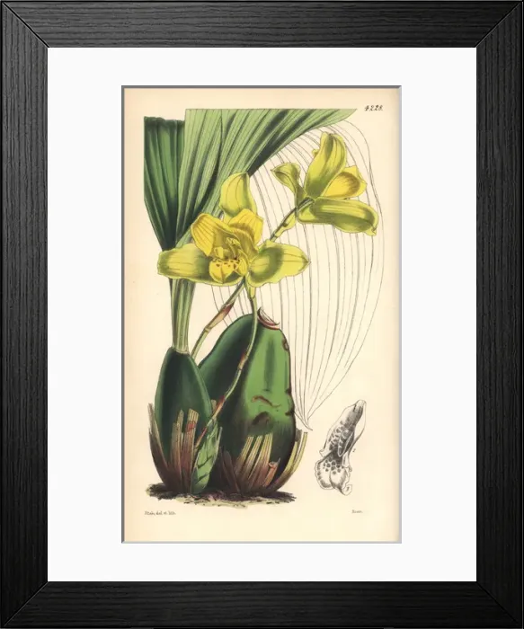 Framed Print : Large-bulbed maxillaria orchid, Maxillaria macrobulbon Framed Print : Large-bulbed maxillaria orchid, Maxillaria macrobulbon