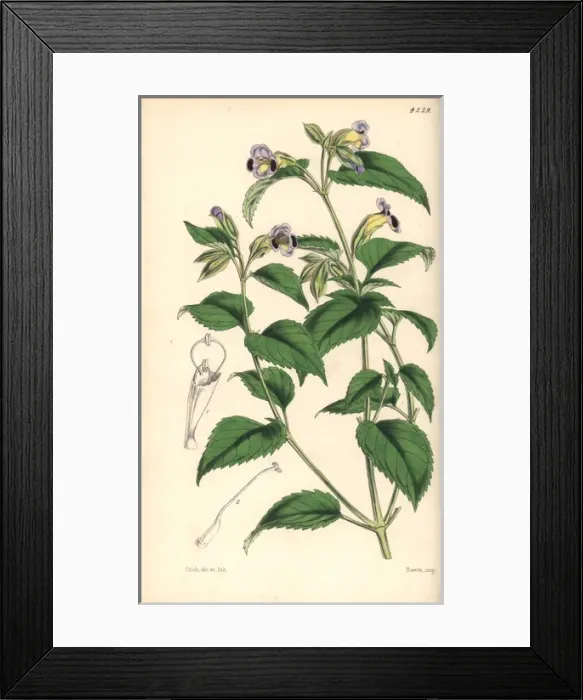 Framed Print : Purple blotched torenia, Torenia edentula Framed Print : Purple blotched torenia, Torenia edentula