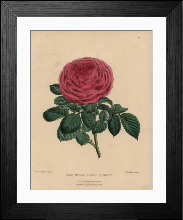 Framed Print : Scarlet rose Madame George Schwartz, pink tea Framed Print : Scarlet rose Madame George Schwartz, pink tea