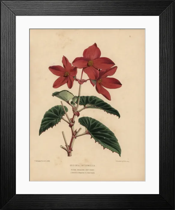 Framed Print : Scarlet begonia intermedia Framed Print : Scarlet begonia intermedia