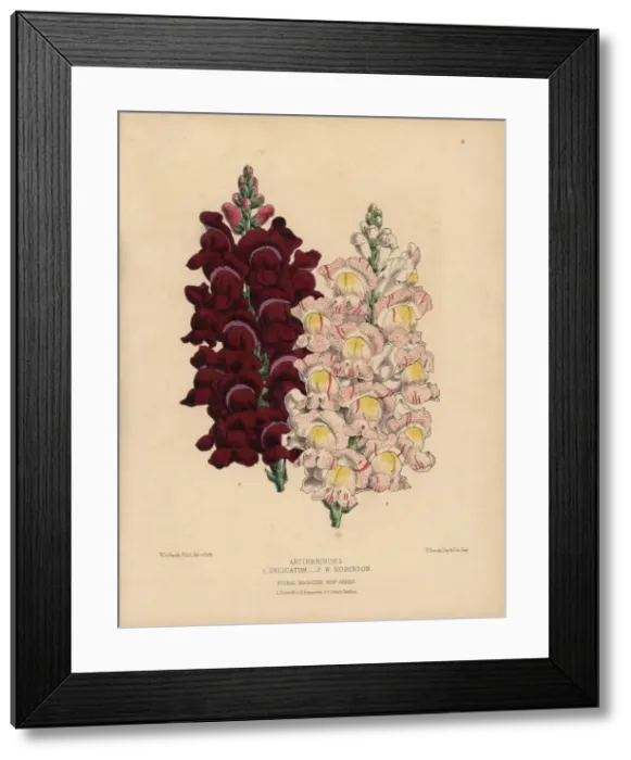Framed Print : Antirrhinum or snapdragon hybrids, W Robinson and Delicatum Framed Print : Antirrhinum or snapdragon hybrids, W Robinson and Delicatum