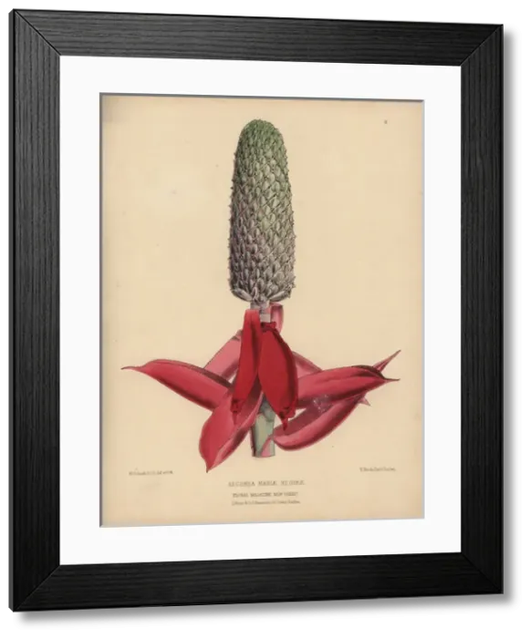 Framed Print : Aechmea Mariae Reginae with pale green spear-like Framed Print : Aechmea Mariae Reginae with pale green spear-like