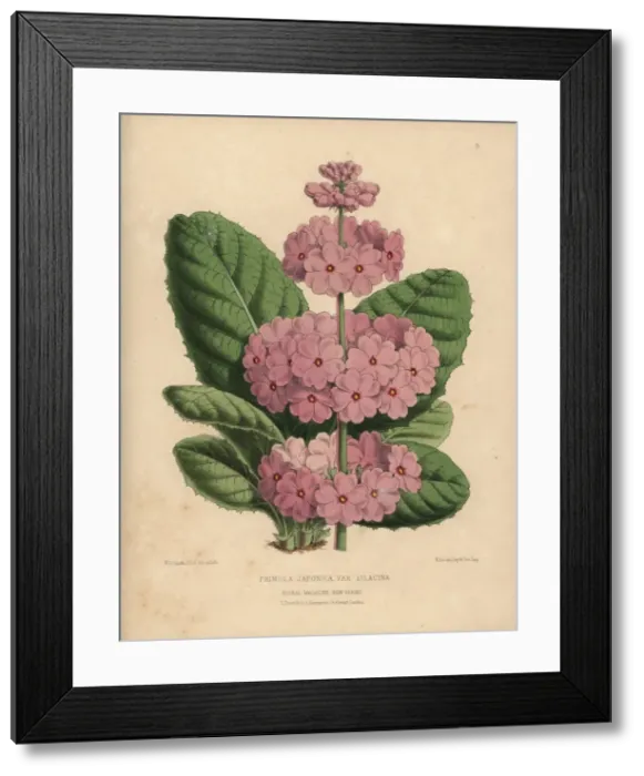 Framed Print : Japanese primrose with pale lilac flowers Framed Print : Japanese primrose with pale lilac flowers