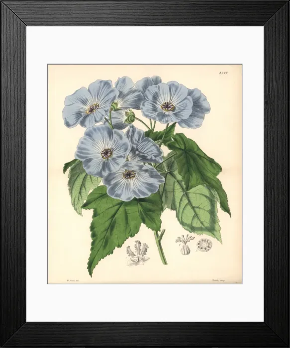 Framed Print : Vine-leaved sida, Sida (abutilon) vitifolia Framed Print : Vine-leaved sida, Sida (abutilon) vitifolia