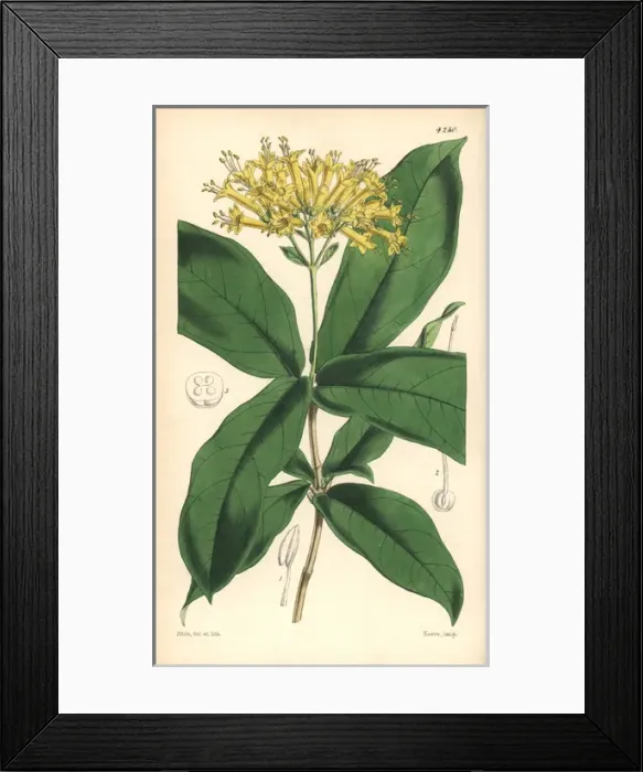 Framed Print : Large yellow-flowered aegiphila, Aegiphila grandiflora Framed Print : Large yellow-flowered aegiphila, Aegiphila grandiflora