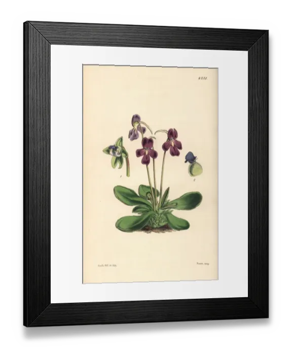 Framed Print : Orchis-like butterwort, Pinguicula orchidioides Framed Print : Orchis-like butterwort, Pinguicula orchidioides