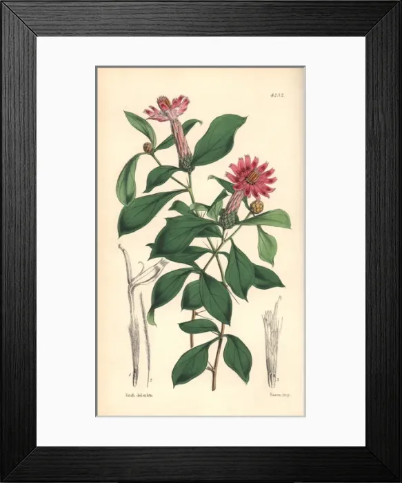 Framed Print : Rose-coloured barnadesia, Barnadesia rosea Framed Print : Rose-coloured barnadesia, Barnadesia rosea