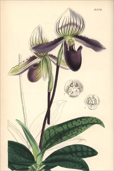 Bearded ladies slipper orchid, Cypripedium barbatum