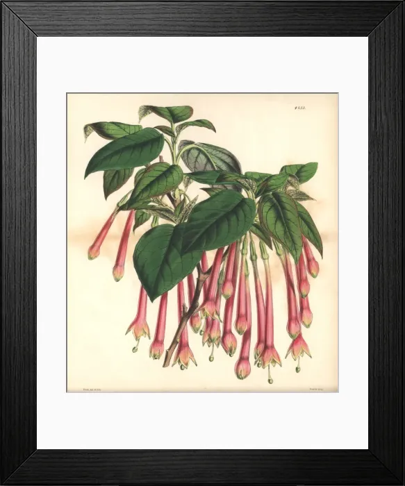 Framed Print : Large-flowered apetalous fuchsia, Fuchsia macrantha Framed Print : Large-flowered apetalous fuchsia, Fuchsia macrantha