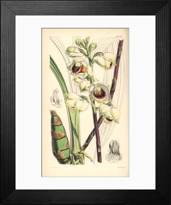 Framed Print : Mr Warres maxillaria orchid, Warrea warreana Framed Print : Mr Warres maxillaria orchid, Warrea warreana