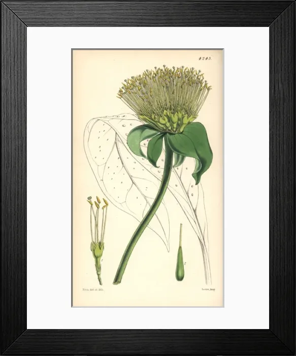 Framed Print : Umbellate leianthus, Leianthus umbellatus Framed Print : Umbellate leianthus, Leianthus umbellatus