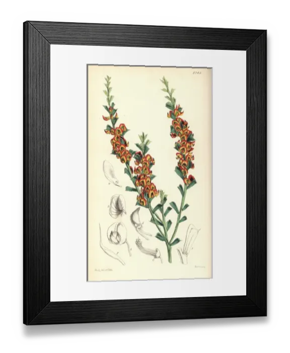 Framed Print : Hatchet-leaved daviesa, Daviesa physodes Framed Print : Hatchet-leaved daviesa, Daviesa physodes