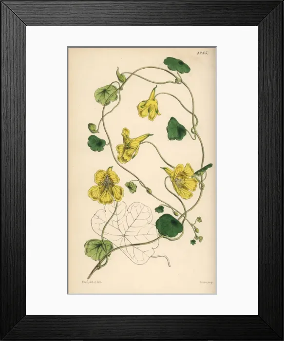 Framed Print : Notched-petaled Indian cress, Tropaeolum crenatiflorum Framed Print : Notched-petaled Indian cress, Tropaeolum crenatiflorum