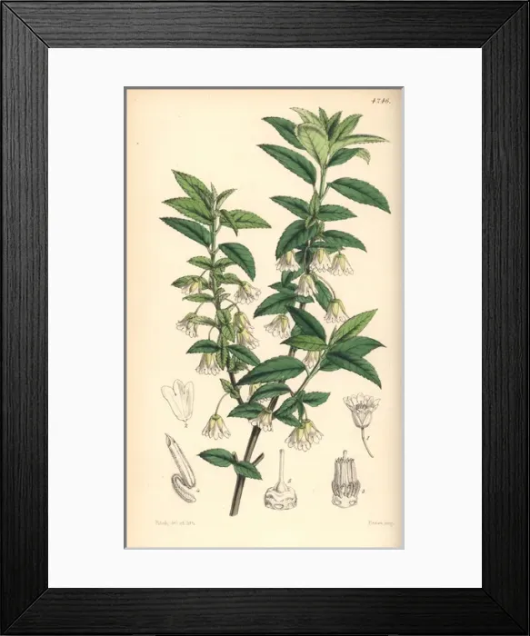 Framed Print : Jointed-pedicelled friesia, Friesia peduncularis Framed Print : Jointed-pedicelled friesia, Friesia peduncularis