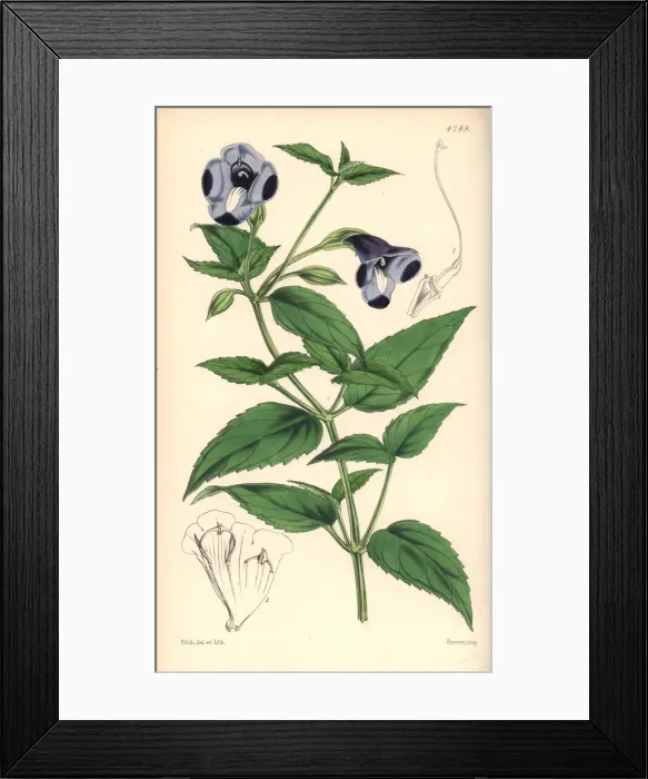Framed Print : Large-flowered torenia, Torenia asiatica Framed Print : Large-flowered torenia, Torenia asiatica