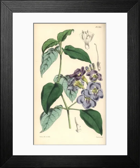Framed Print : Coromandel asystasia, Asystasia coromandeliana Framed Print : Coromandel asystasia, Asystasia coromandeliana