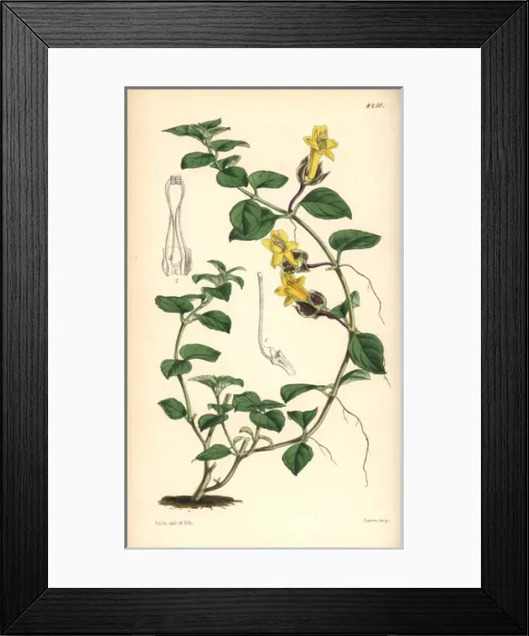 Framed Print : Creeping alloplectus, Alloplectus repens Framed Print : Creeping alloplectus, Alloplectus repens
