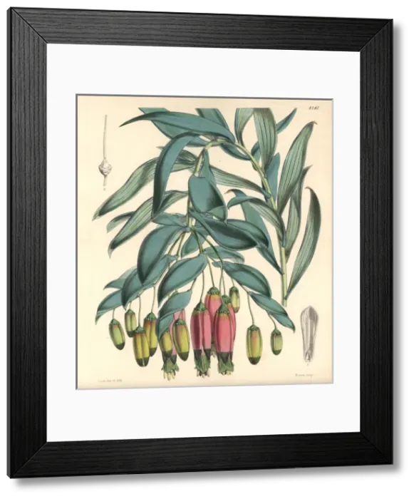 Framed Print : Andinamarc collania, Bomarea andimarcana Framed Print : Andinamarc collania, Bomarea andimarcana