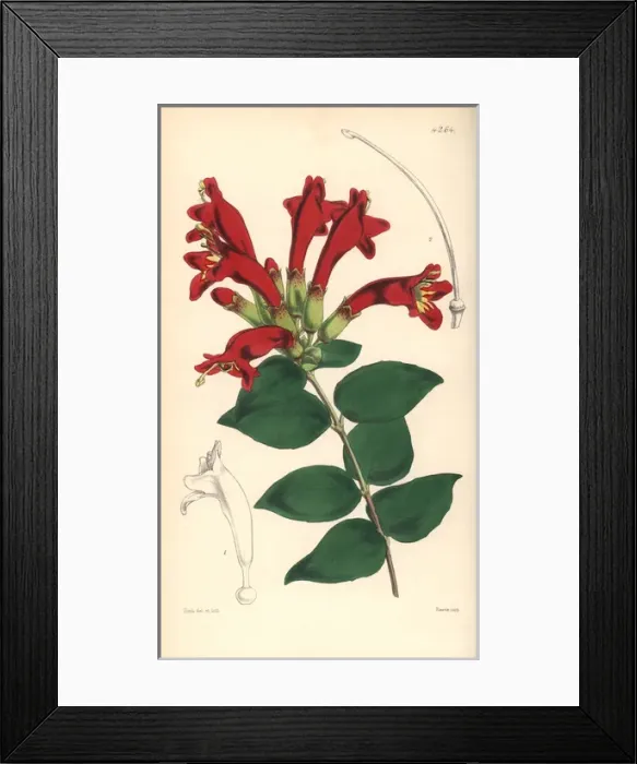 Framed Print : Basket vine, Aeschynanthus pulcher Framed Print : Basket vine, Aeschynanthus pulcher