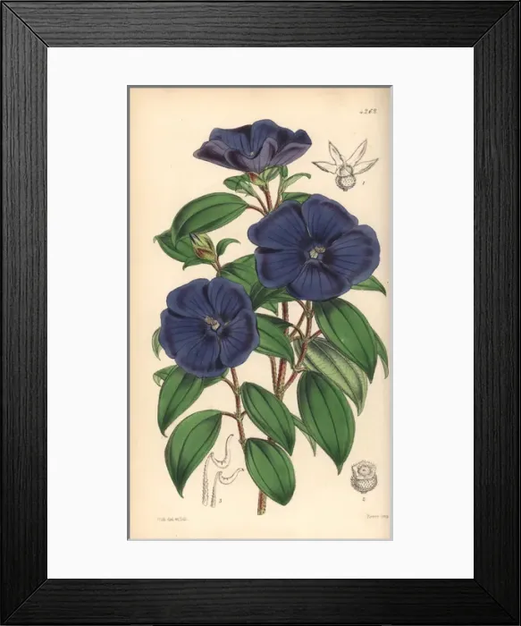 Framed Print : Elegant pleroma, Pleroma elegans Framed Print : Elegant pleroma, Pleroma elegans
