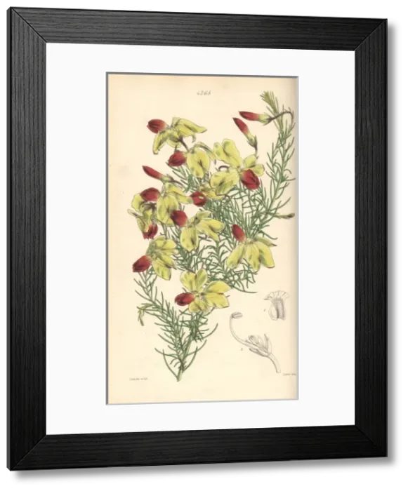 Framed Print : Drooping leschenaultia, Leschenaultia arcuata Framed Print : Drooping leschenaultia, Leschenaultia arcuata