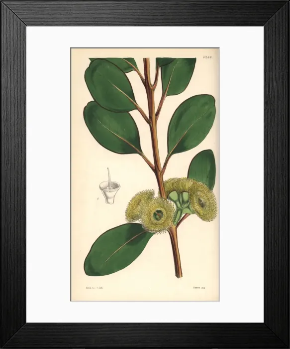 Framed Print : Bell-fruited mallee or Dr Preiss eucalyptus