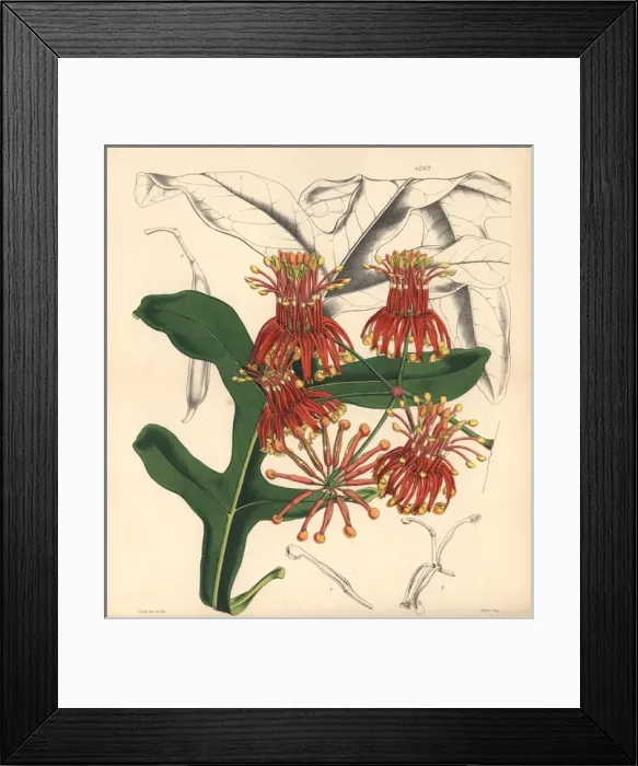 Framed Print : Mr Cunninghams stenocarpus, Stenocarpus cunninghami