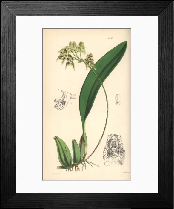 Framed Print : Umbrella bulbophyllum orchid, Bulbophyllum umbellatum Framed Print : Umbrella bulbophyllum orchid, Bulbophyllum umbellatum