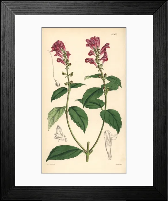 Framed Print : Flesh-coloured skull-cap, Scutellaria incarnata Framed Print : Flesh-coloured skull-cap, Scutellaria incarnata