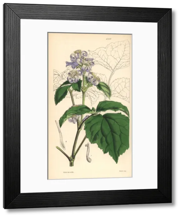 Framed Print : Virgins bower, Clematis tubulosa Framed Print : Virgins bower, Clematis tubulosa